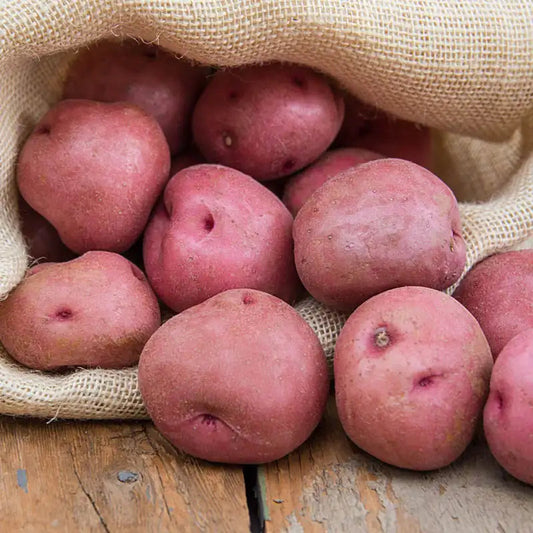 SEED POTATOES PER 1#