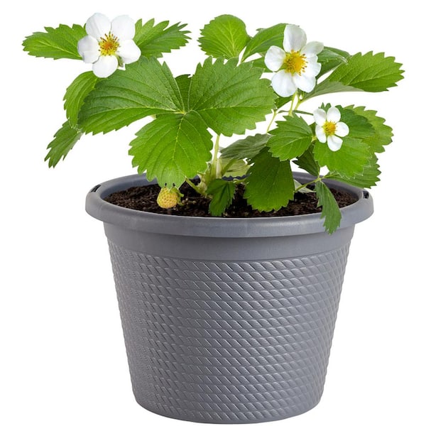 PLANTS SINGLE GALLON 8" -SINGLE : GALLON