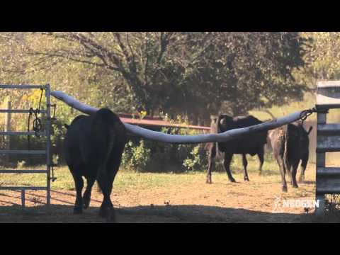 FLY AND INSECT CONTROL BACK RUB FOR LIVESTOCK 5 FT.