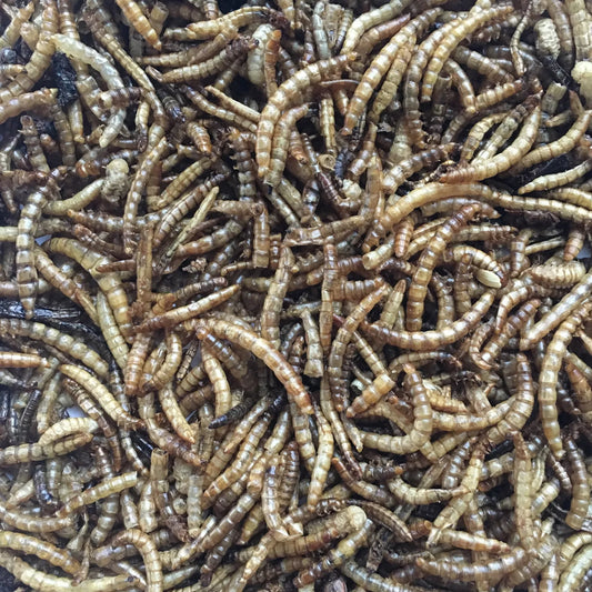 Buffalo 5# Dried Meal Worm