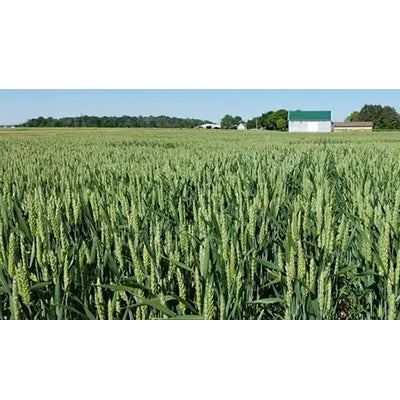 Forage Max Soft Beardless Wheat Seed 50#