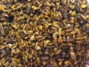 12% Horse & Mule Thomas Moore Feed