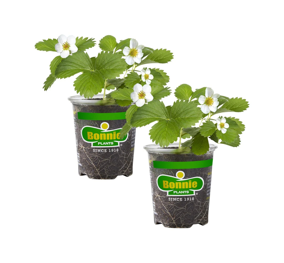 Bonnie Bedding Plants