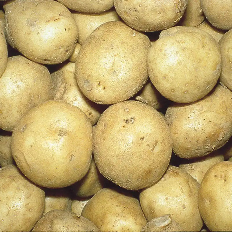 SEED POTATOES PER 1#