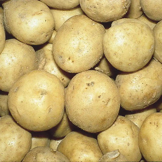 SEED POTATOES PER 1#