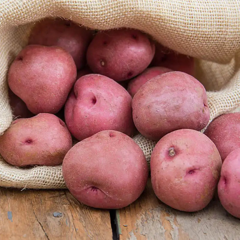 SEED POTATOES PER 1#