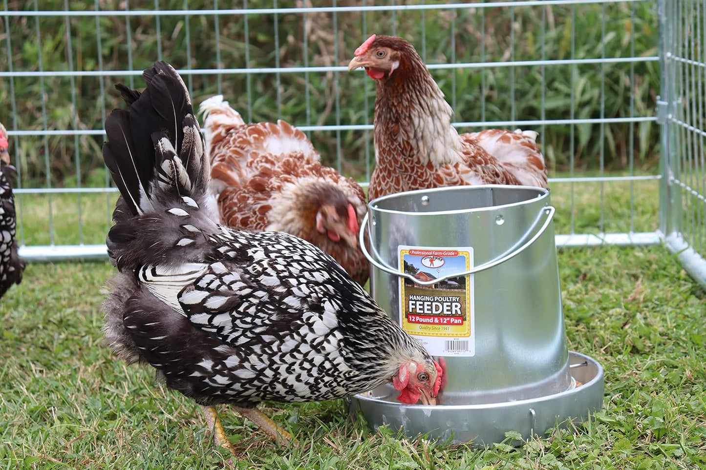 Little Giant® Galvanized Hanging Feeder