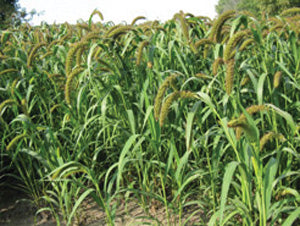 German Fox Tail Millet Seed - 50 lb