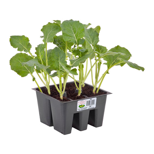Bonnie Bedding Plants