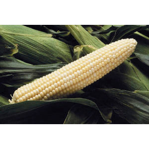 Corn, Sweet Funks G90 1/2 #