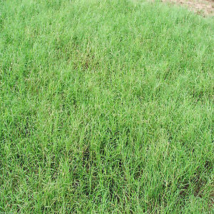 GRASS SEED BERMUDA GIANT COATED 50#