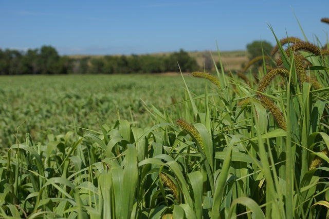 German Fox Tail Millet Seed - 50 lb