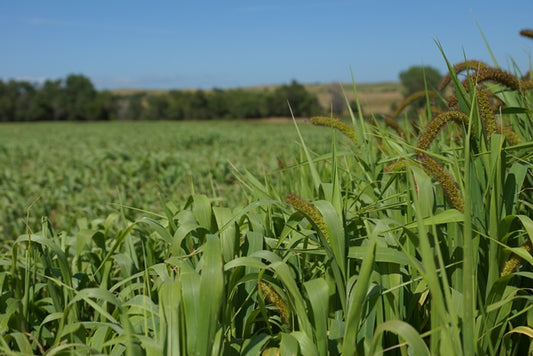 German Fox Tail Millet Seed - 50 lb