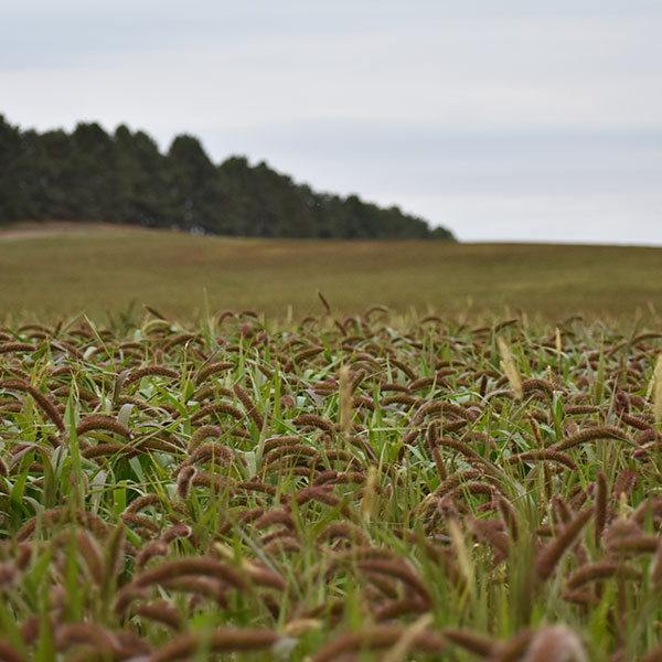 German Fox Tail Millet Seed - 50 lb