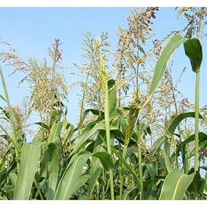 SEED HAYGRAZER JACKPOT 50#-50# BAG