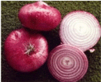 Onion Plants Bunch of 55-75