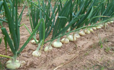 Onion Plants Bunch of 55-75