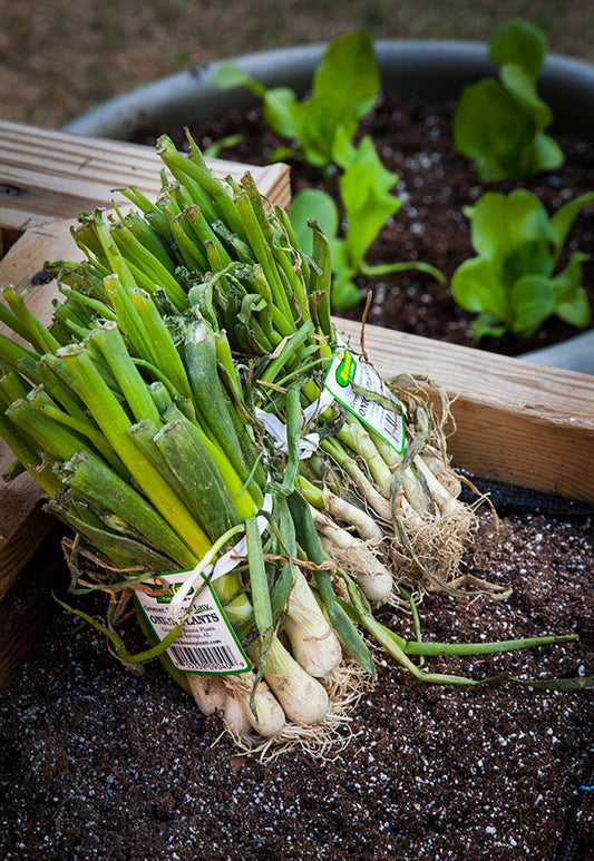 PLANTS ONION BUNCH