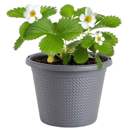 PLANTS SINGLE GALLON 8" -SINGLE : GALLON