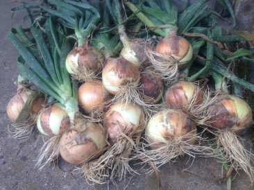 Onion Plants Bunch of 55-75